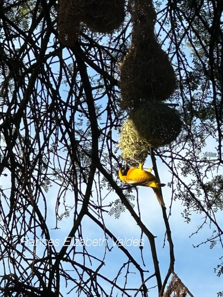 A weaver tree bird at its nest.